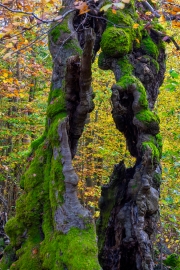 Hutewald Halloh