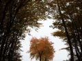 Hutewald Halloh