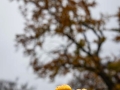 Hutewald Halloh