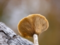 Hutewald Halloh
