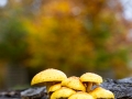 Hutewald Halloh