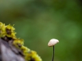 Hutewald Halloh