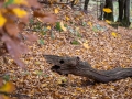 Hutewald Halloh