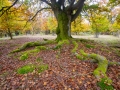 Hutewald Halloh