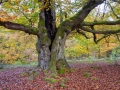 Hutewald Halloh