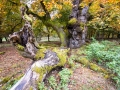 Hutewald Halloh