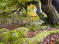 Hutewald Halloh