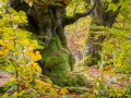 Hutewald Halloh
