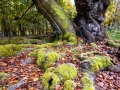 Hutewald Halloh