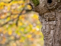 Hutewald Halloh