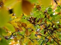 Hutewald Halloh