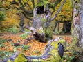 Hutewald Halloh