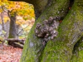 Hutewald Halloh