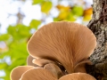 Hutewald Halloh