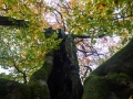 Hutewald Halloh