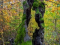 Hutewald Halloh