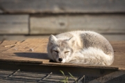 Arctic Fox Center