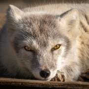 Arctic Fox Center