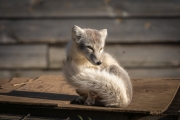 Arctic Fox Center