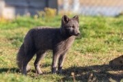 Arctic Fox Center