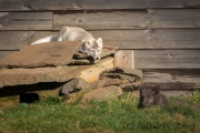 Arctic Fox Center