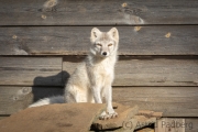 Arctic Fox Center