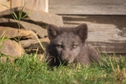 Arctic Fox Center