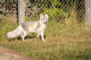 Arctic Fox Center