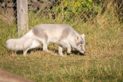 Arctic Fox Center