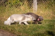 Arctic Fox Center