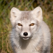 Arctic Fox Center