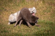 Arctic Fox Center