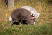 Arctic Fox Center