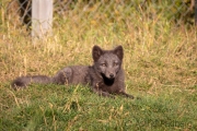 Arctic Fox Center