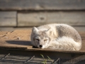 Arctic Fox Center