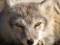 Arctic Fox Center