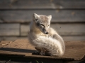 Arctic Fox Center