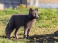 Arctic Fox Center