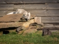 Arctic Fox Center