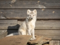 Arctic Fox Center