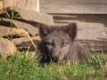 Arctic Fox Center