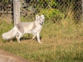 Arctic Fox Center