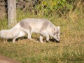 Arctic Fox Center