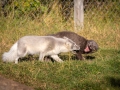 Arctic Fox Center