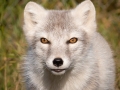 Arctic Fox Center