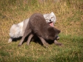 Arctic Fox Center