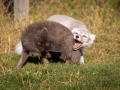 Arctic Fox Center