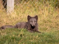 Arctic Fox Center