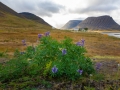 Weg von Isafördur nach Thingeyri