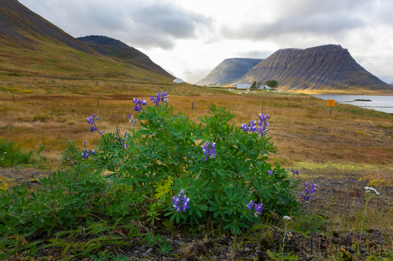 Weg von Isafördur nach Thingeyri